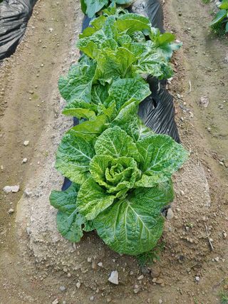 귀농지기님의 배추 · 병해충상담 작성글 사진