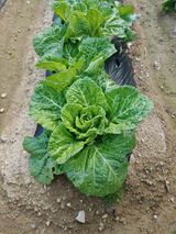 팜모닝 배추·병해충상담 게시글 이미지