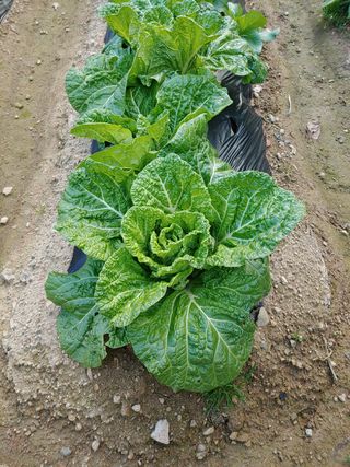 귀농지기님의 배추 · 병해충상담 작성글 사진