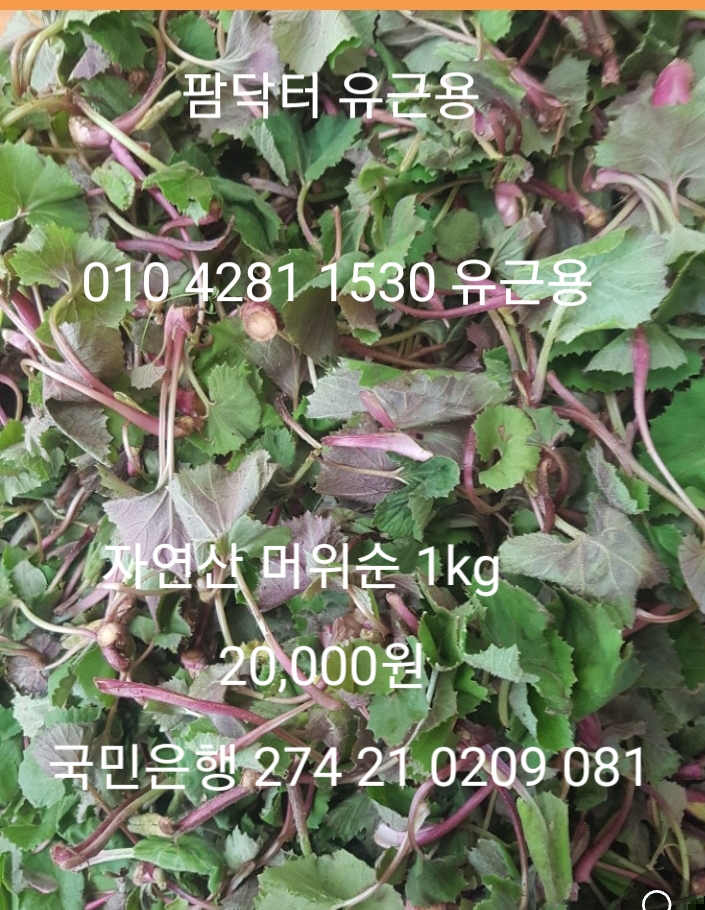 장터 상품 [자염산 머위1kg] 썸네일