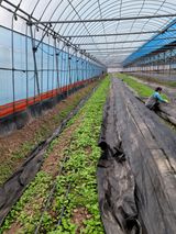 팜모닝 고추·일상 게시글 이미지