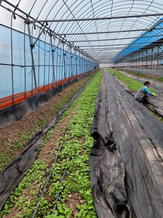 전남 장흥 장주하님의 고추 · 일상 작성글 사진