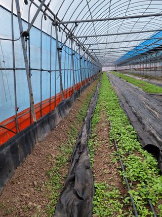 전남 장흥 장주하님의 고추 · 일상 작성글 사진