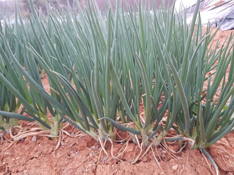 봄바다님의 장터 판매 상품 [쪽파 4000kg] 첨부 사진