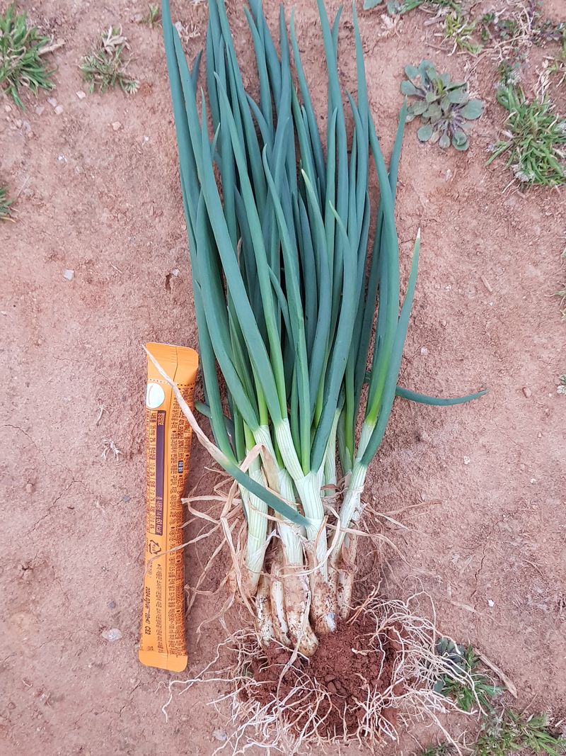 봄바다님의 장터 판매 상품 [쪽파 4000kg] 첨부 사진