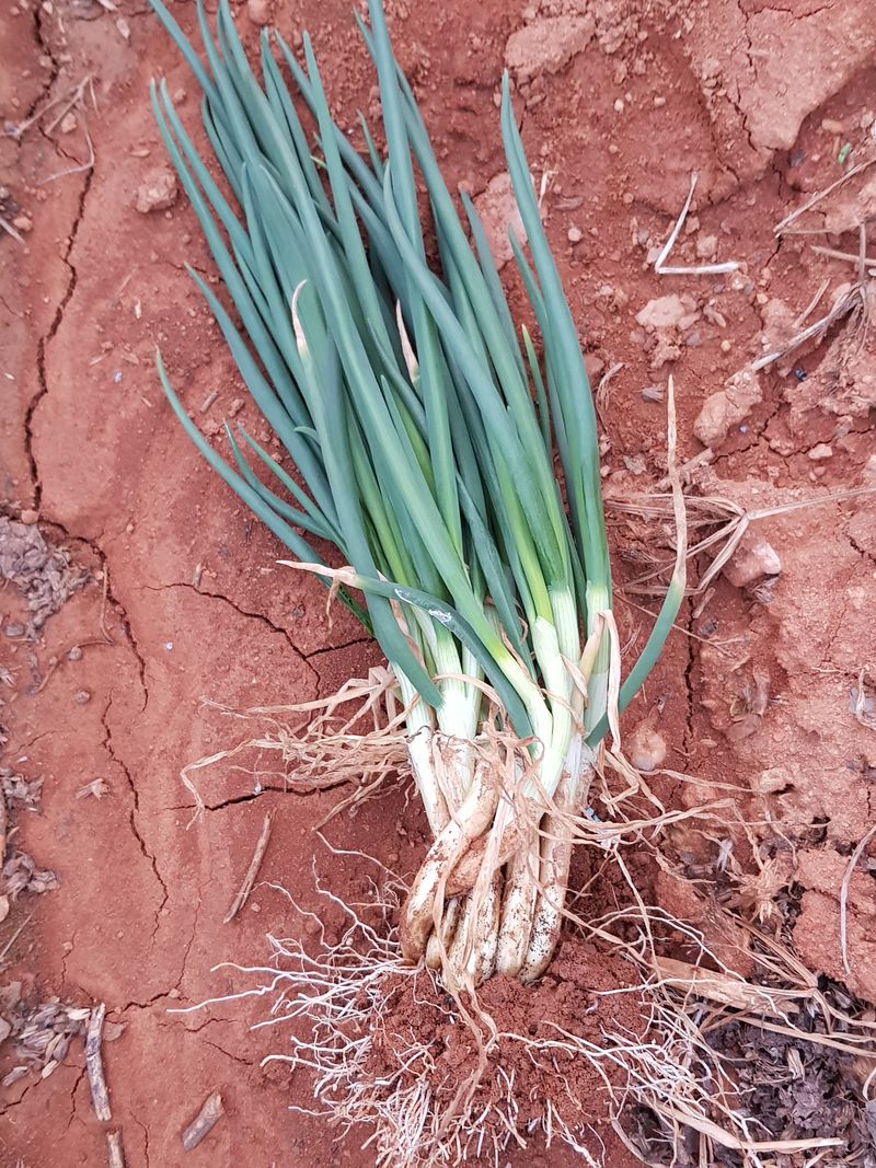 봄바다님의 장터 판매 상품 [쪽파 4000kg] 첨부 사진