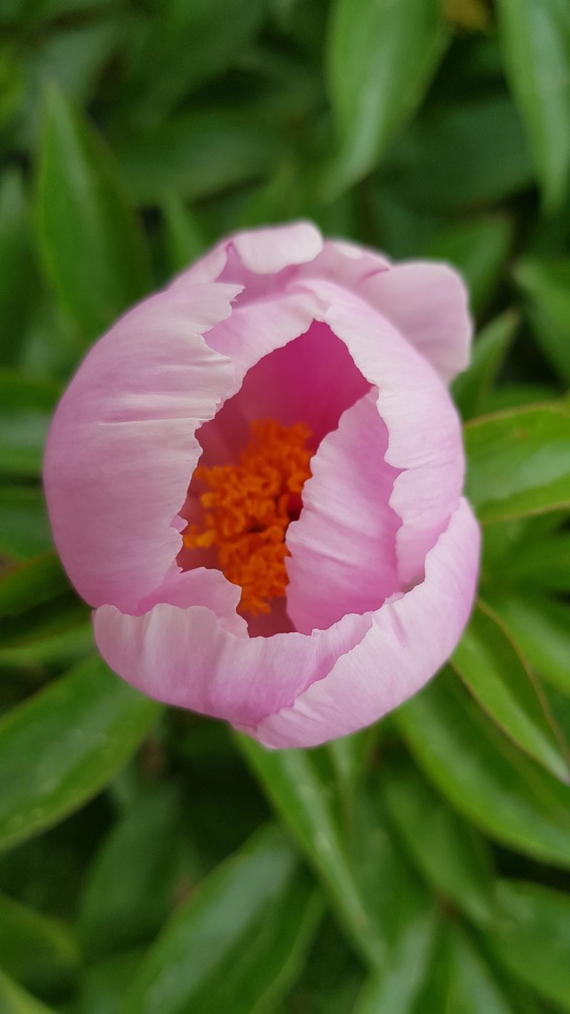 장터 상품 [작약종근 4년생한뿌리700원 ] 썸네일