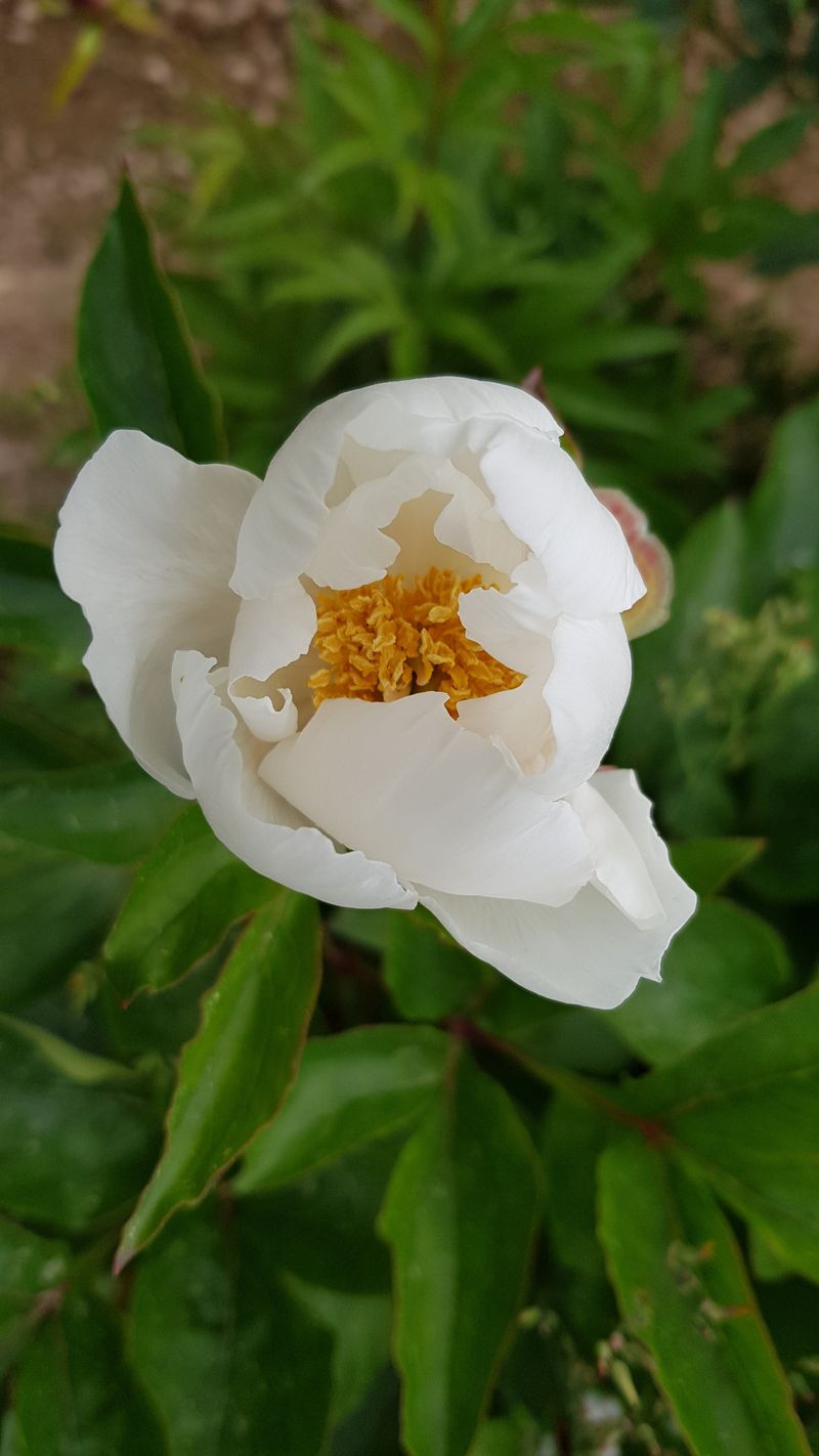 장흥 모경화 님의 장터 판매 상품 [작약종근 4년생한뿌리700원 ] 첨부 사진