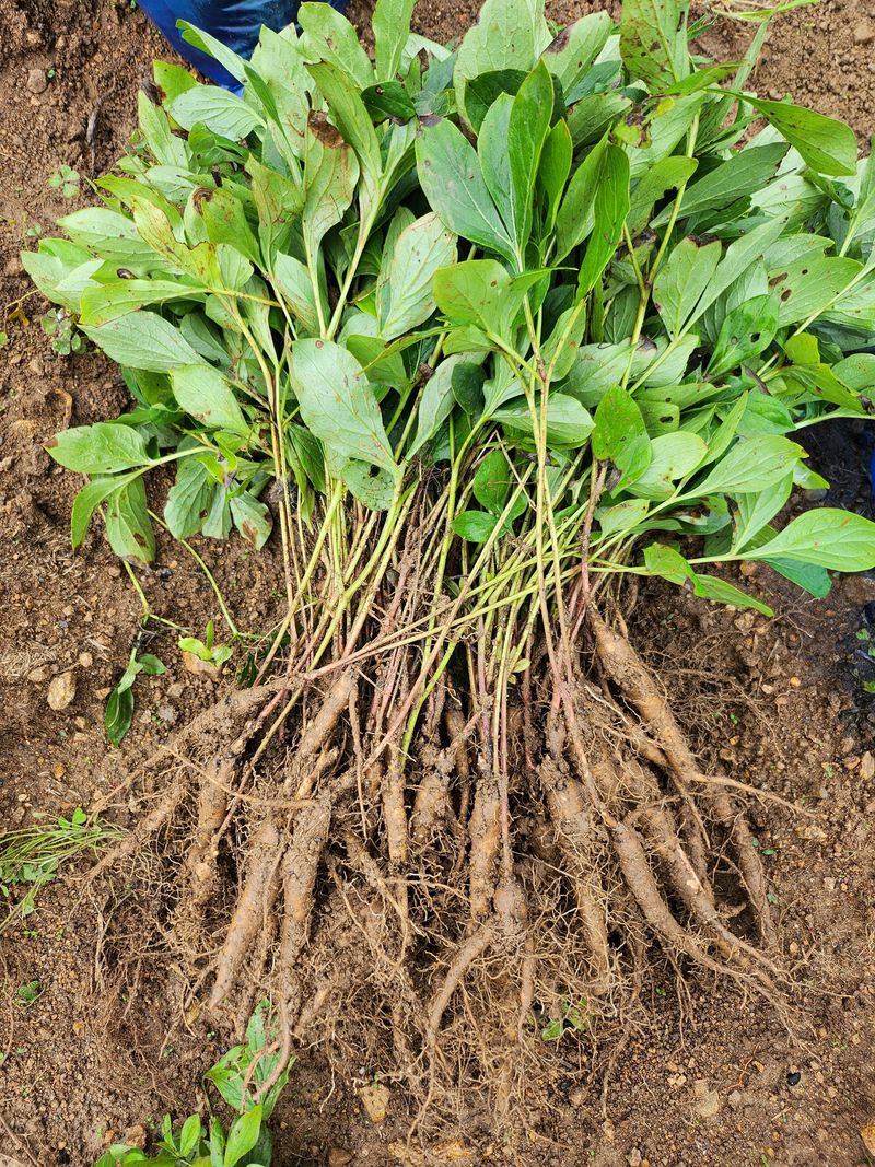 장흥 모경화 님의 장터 판매 상품 [작약종근 2년생한뿌리400원 ] 첨부 사진