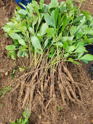 장흥 모경화 님의 작성글 사진