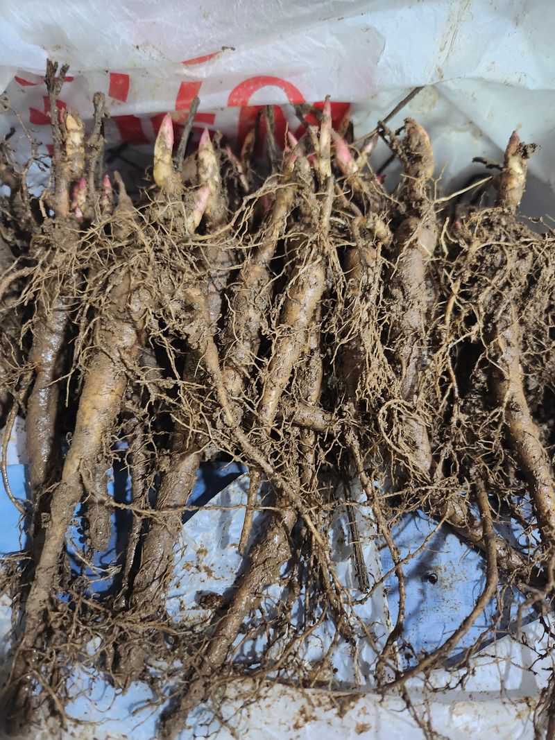 장흥 모경화 님의 장터 판매 상품 [작약종근 4년생한뿌리700원 ] 첨부 사진