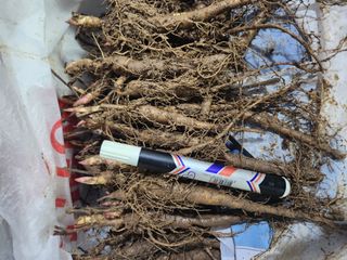 장흥 모경화 님의 작성글 사진