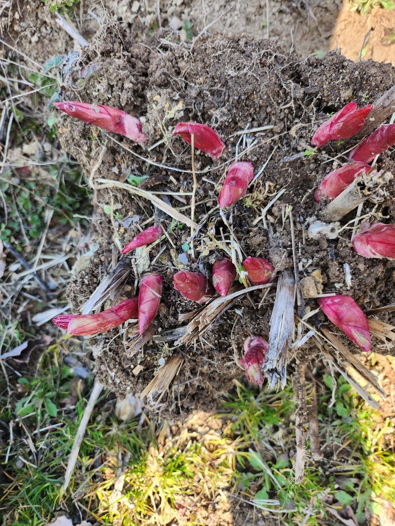 장흥 모경화 님의 장터 판매 상품 [작약종근 4년생한뿌리700원 ] 첨부 사진