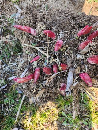 장흥 모경화 님의 작성글 사진