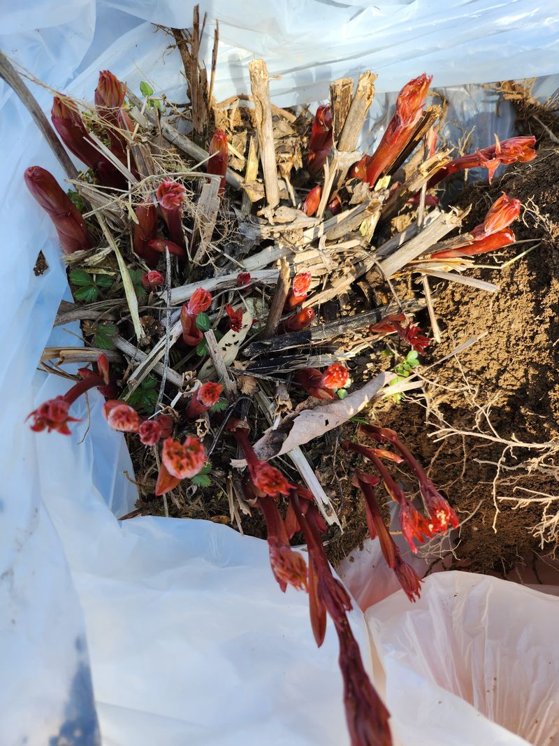 장흥 모경화 님의 장터 판매 상품 [작약종근 4년생한뿌리700원 ] 첨부 사진