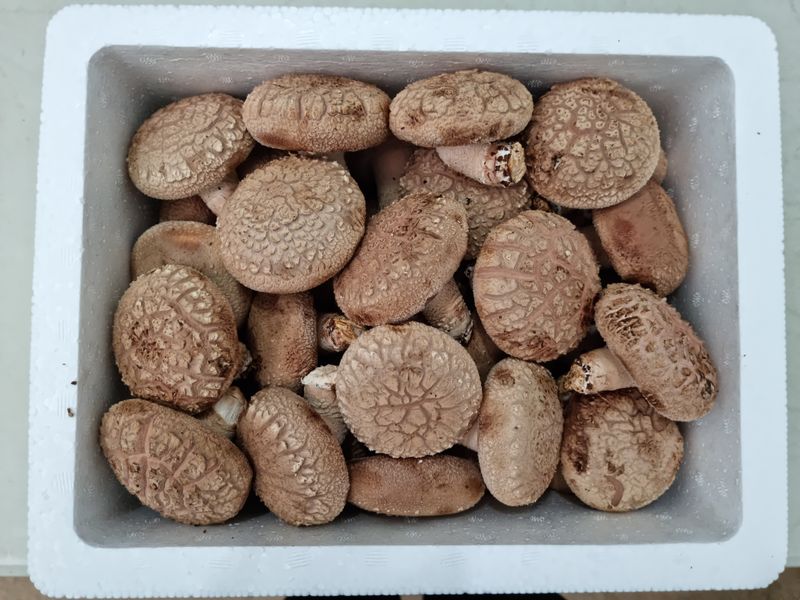 장터 상품 [솔향기표고버섯 (특상품1kg) - 무료배송] 썸네일