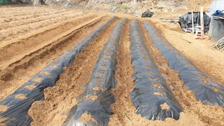 이덕재님의 감자 · 자유게시판 작성글 사진