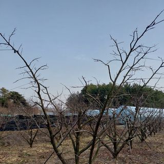 박수연님의 감 · 자유게시판 작성글 사진