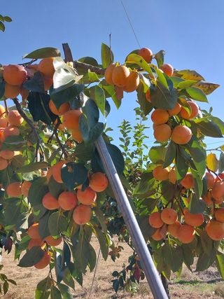 박수연님의 감 · 자유게시판 작성글 사진