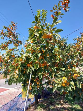 박수연님의 감 · 자유게시판 작성글 사진