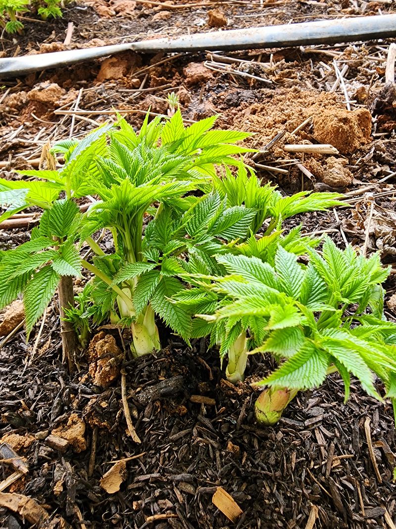 장터 상품 [눈개승마 1kg] 썸네일