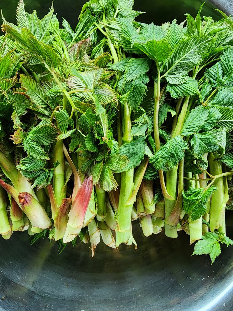 이영섭님의 장터 판매 상품 [눈개승마 1kg] 첨부 사진