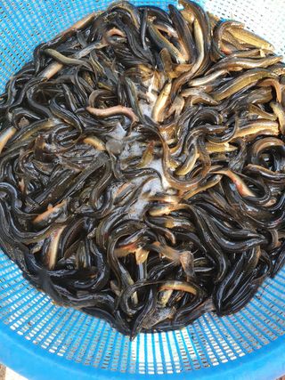 김석현님의 기타작물 · 자유게시판 작성글 사진