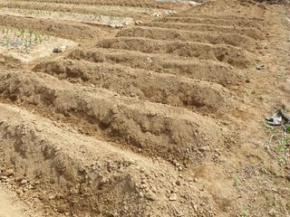 김민자님의 감자 · 자유게시판 작성글 사진