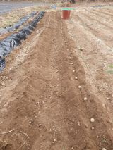 팜모닝 감자·자유게시판 게시글 이미지