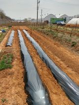 팜모닝 감자·자유게시판 게시글 이미지