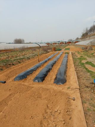 이명규님의 감자 · 자유게시판 작성글 사진