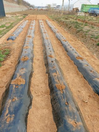 이명규님의 감자 · 자유게시판 작성글 사진