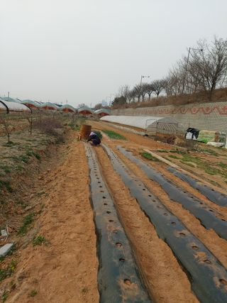 이명규님의 감자 · 자유게시판 작성글 사진
