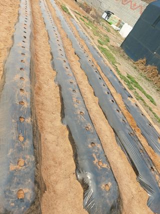 이명규님의 감자 · 자유게시판 작성글 사진