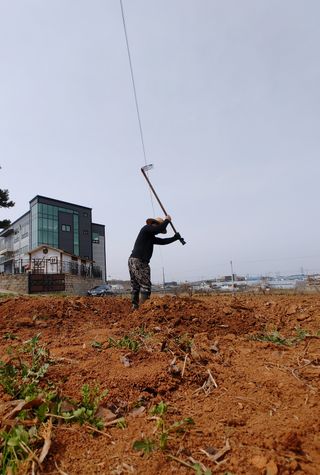 로만아빠님의 감자 · 자유게시판 작성글 사진