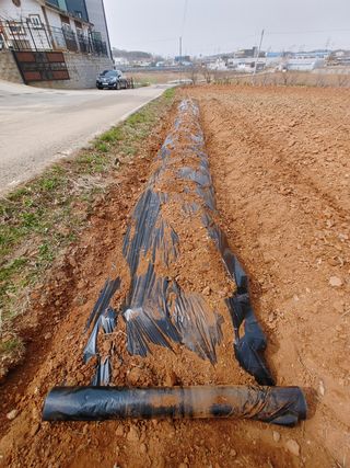 로만아빠님의 감자 · 자유게시판 작성글 사진