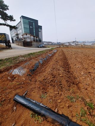 로만아빠님의 감자 · 자유게시판 작성글 사진