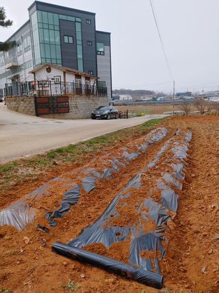 로만아빠님의 감자 · 자유게시판 작성글 사진