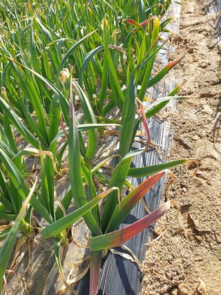 김광한님의 마늘 · 병해충상담 작성글 사진