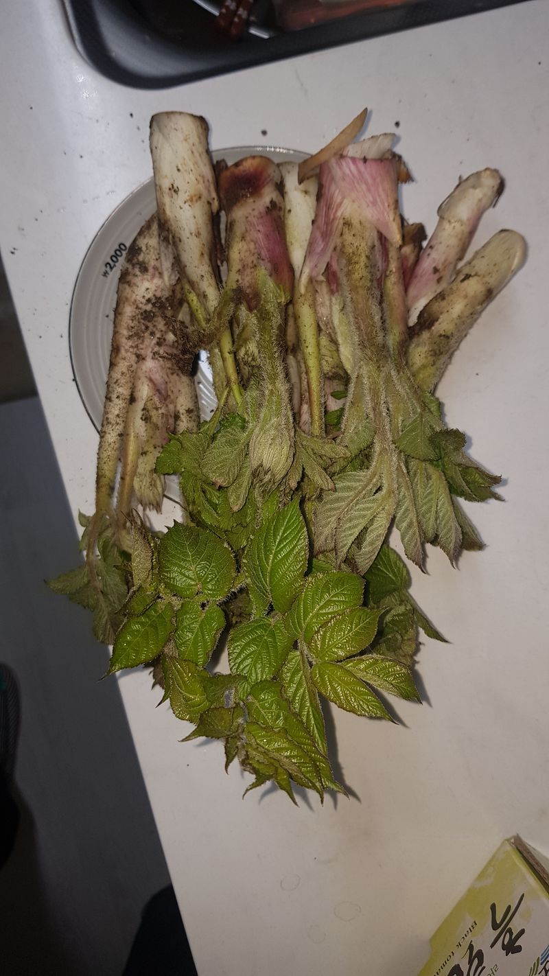 박종성님의 장터 판매 상품 [땅두릅  2kg] 첨부 사진