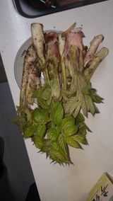 팜모닝 · 게시글 이미지