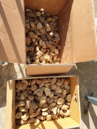 오영관님의 감자 · 자유게시판 작성글 사진