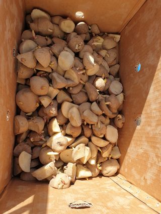 오영관님의 감자 · 자유게시판 작성글 사진