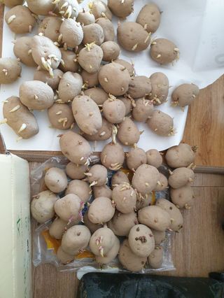 오영관님의 감자 · 자유게시판 작성글 사진