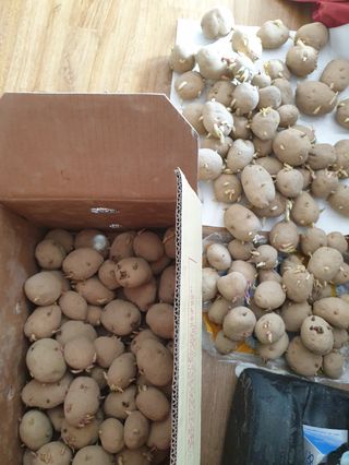 오영관님의 감자 · 자유게시판 작성글 사진