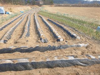 오영관님의 감자 · 자유게시판 작성글 사진