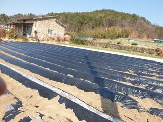 오영관님의 감자 · 자유게시판 작성글 사진