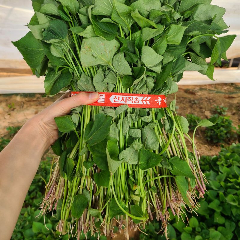 장터 상품 [23 익산 1대 고구마모종 1단 1.8kg (95~100주) By 김씨고구마🍠] 썸네일