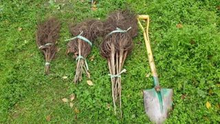 도기백님의 벼 · 자유게시판 작성글 사진