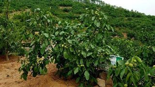 도기백님의 벼 · 자유게시판 작성글 사진